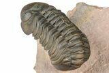Metacanthina Trilobite With Reedops - Lghaft, Morocco #368572-9